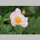 Rosa tomentosa (róża kutnerowata)