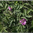 Rosa villosa (róża jabłkowata)