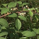 Rubus apricus (jeżyna słoneczna)