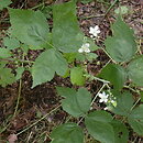 Rubus caesius (jeżyna popielica)