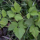 Rubus ×pseudidaeus (jeżyna malinowa)