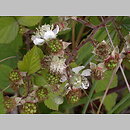 Rubus corylifolius agg. (jeżyna leszczynolistna)