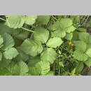 Rubus curvaciculatus (jeżyna drobnokolczasta)