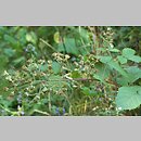 Rubus graecensis (jeżyna austriacka)