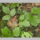 Rubus saxatilis (malina kamionka)