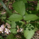 Rubus grabowskii (jeżyna bukietowa)