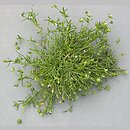 Sagina procumbens (karmnik rozesłany)