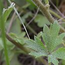 Saxifraga granulata (skalnica ziarenkowata)