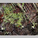 Saxifraga sponhemica (skalnica zwodnicza)
