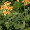 Senecio rivularis (starzec kędzierzawy)
