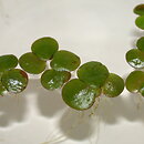 Spirodela polyrhiza (spirodela wielokorzeniowa)