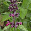 Stachys sylvatica (czyściec leśny)