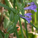 Scutellaria hastifolia (tarczyca oszczepowata)
