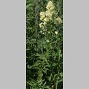 Thalictrum flavum (rutewka żółta)