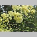 Thalictrum lucidum (rutewka wąskolistna)