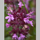 Thymus alpestris (macierzanka halna)