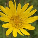 Cichorioideae (języczkokwiatowe)