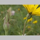Tragopogon orientalis (kozibród wschodni)