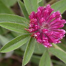 Trifolium alpestre (koniczyna dwukłosowa)