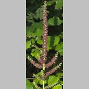 Veratrum nigrum (ciemiężyca czarna)