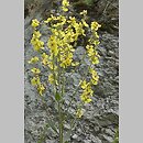 Verbascum chaixii ssp. austriacum (dziewanna Chaixa austriacka)
