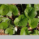Viola alba (fiołek biały)