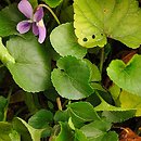 Viola suavis (fiołek bławatkowy)