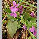 Viola hirta (fiołek kosmaty)