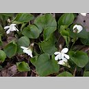 Viola odorata f. albiflora (fiołek wonny forma białokwiatowa)