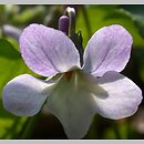 Viola odorata f. pallida (fiołek wonny forma bladokwiatowa)