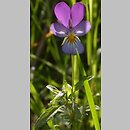 Viola tricolor s.str. (fiołek trójbarwny)