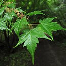 Acer micranthum
