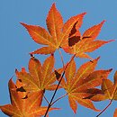 Acer palmatum (klon palmowy)