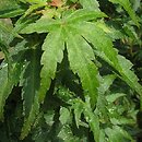 Acer palmatum Koto Hime