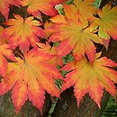 Acer pseudosieboldianum (klon ussuryjski)