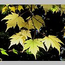 Acer tschonoskii ssp. tschonoskii