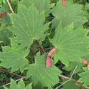 Acer japonicum (klon japoński)
