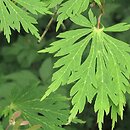Acer japonicum Aconitifolium