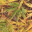 Acer palmatum Dissectum