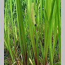 Acorus calamus (tatarak zwyczajny)