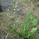Monocotyledoneae (jednoliścienne)