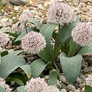 Allium karataviense (czosnek karatawski)
