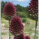 Allium sphaerocephalon (czosnek główkowaty)