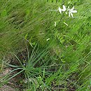 Anthericum liliago (pajęcznica liliowata)