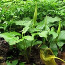 Arum maculatum (obrazki plamiste)