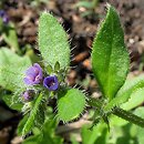 Asperugo procumbens (lepczyca rozesłana)