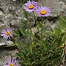 Aster alpinus (aster alpejski)