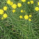 Linosyris vulgaris (ożota zwyczajna)