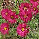 Symphyotrichum novi-belgii Winston Churchill