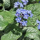 Brunnera (brunera)